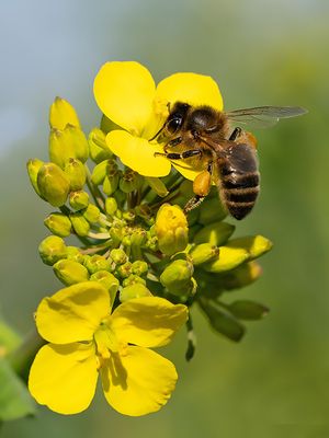 European honey bee / Honingbij