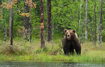 Brown bear / Bruine beer