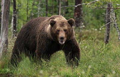 Brown bear / Bruine beer