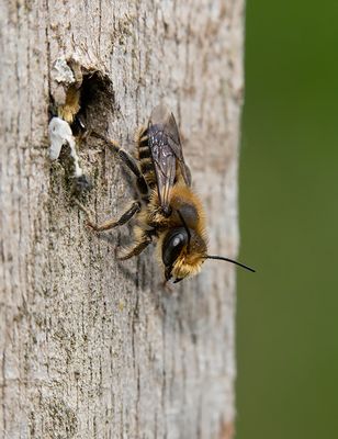 Willughby's Leafcutter / Grote bladsnijder