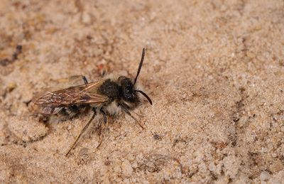 Andrena gravida / Weidebij