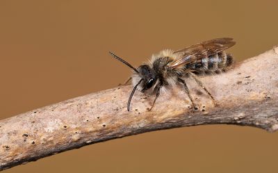 Andrena gravida / Weidebij
