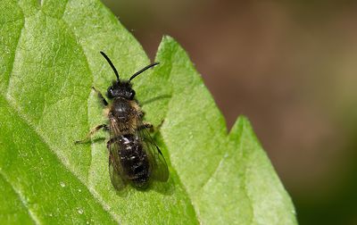 Andrena bicolor / Tweekleurige zandbij