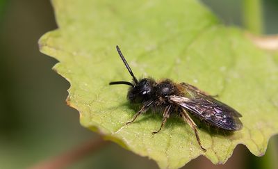 Andrena bicolor / Tweekleurige zandbij