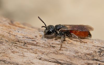 Sphecodes monilicornis / Dikkopbloedbij