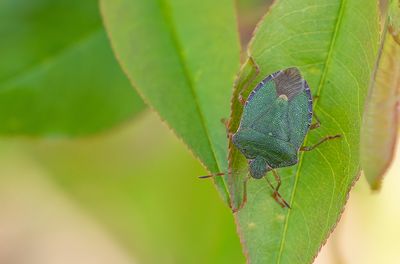 Green shield bug / Groene schildwants