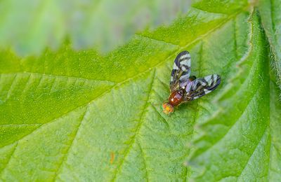 Euleia heraclei / Grote schermbloemboorvlieg