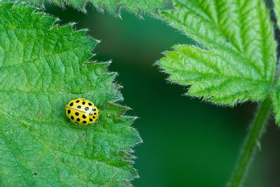 psyllobora vigintiduopunctata / Citroenlieveheersbeestje