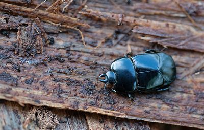 Hololepta plana