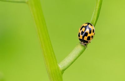 14-spot Ladybird / Schaakbordlieveheersbeestje