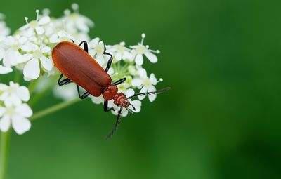 Pyrochroa serraticornis / Roodkopvuurkever
