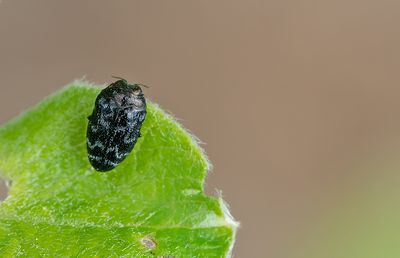 Trachys minutus / Wilgenprachtkevertje