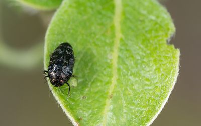Trachys minutus / Wilgenprachtkevertje