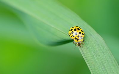 Psyllobora vigintiduopunctata / Citroenlieveheersbeestje