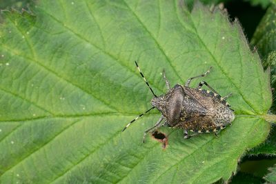 Rhaphigaster nebulosa / Grauwe schildwants