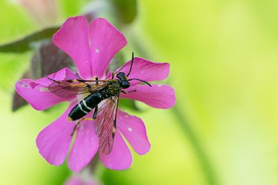 Tenthredo koehleri