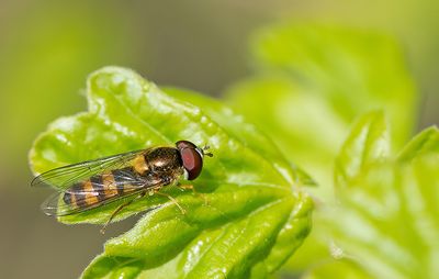 Fagisyrphus cinctus / Spits elfje