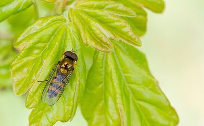 Fagisyrphus cinctus / Spits elfje