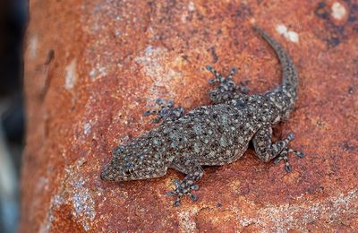Barnard's Namib Day Gecko / Rhoptropus barnardi