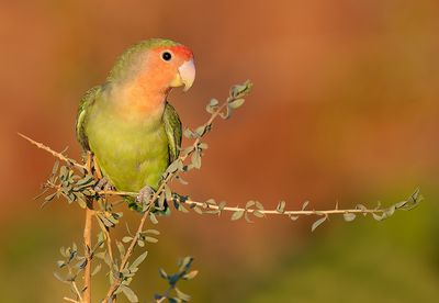 Rosy-faced lovebird / Perzikkopagapornis