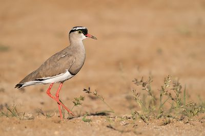Crowned Lapwing / Diadeemkievit