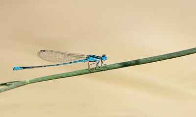 Sailing bluet / Azuragrion nigridorsum