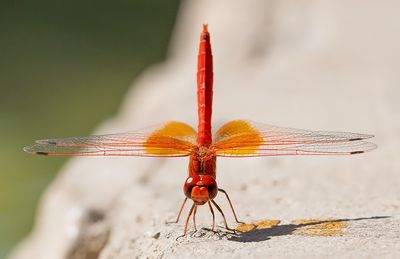 Orange-winged dropwing / Oranje zonnewijzer