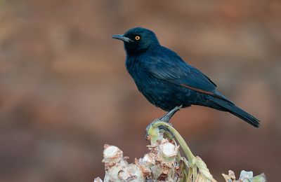 Pale-winged Starling / Vaalvleugelspreeuw