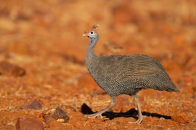 Helmeted guineafowl / Helmparelhoen