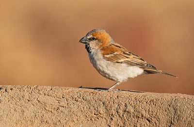 Great Sparrow / Roestmus