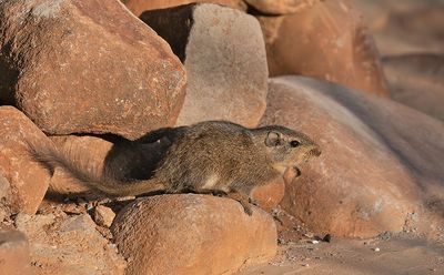 Dassie rat / Rotsrat