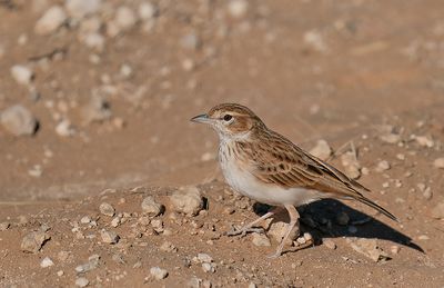 Fawn-coloured lark / Savanneleeuwerik