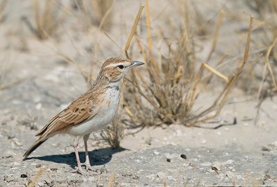 Fawn-coloured lark / Savanneleeuwerik