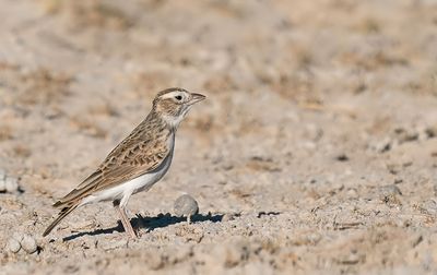 Stark's lark / Starks leeuwerik