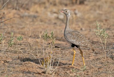 Northern black korhaan / Botswanatrap