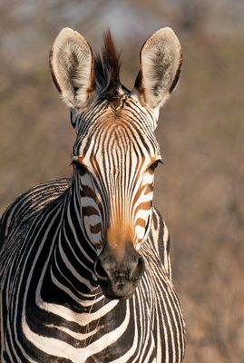 Hartmann's mountain zebra / Hartmanns bergzebra