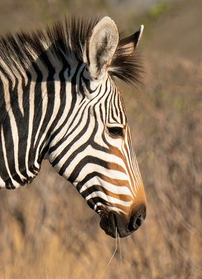 Hartmann's mountain zebra / Hartmanns bergzebra