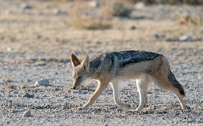 Black-backed jackal  / Zadeljakhals