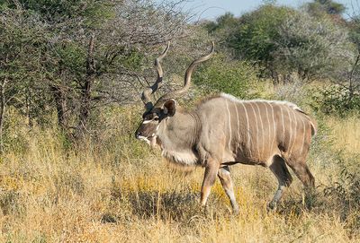 Greater kudu / Grote koedoe