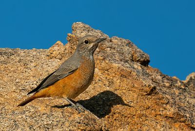 Short-toed Rock-Thrush / Kortteenrotslijster