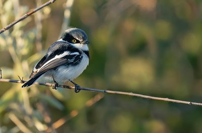 Pririt Batis / Priritvliegenvanger