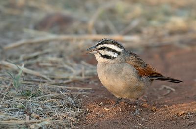 Cape bunting / Kaapse gors