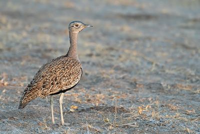 Red-crested korhaan / Zuid-Afrikaanse kuiftrap