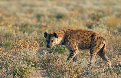 Spotted hyena / Gevlekte hyena