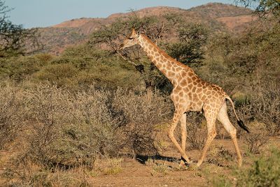 Angolan giraffe / Angolagiraffe