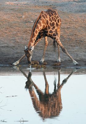 Angolan giraffe / Angolagiraffe