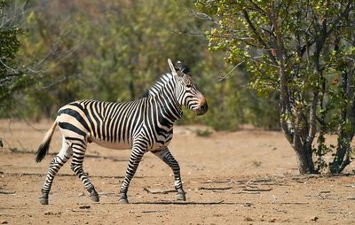 Hartmann's mountain zebra / Hartmanns bergzebra