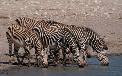 Hartmann's mountain zebra / Hartmanns bergzebra
