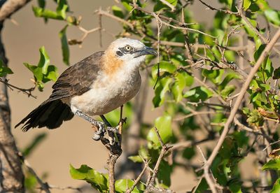 Bare-cheeked babbler / Naaktwangbabbelaar