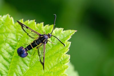 Synanthedon tipuliformis / Bessenglasvlinder